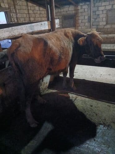 cins ineklerin satisi 2018: Самка, лет: 2, Для разведения, Самовывоз — 6