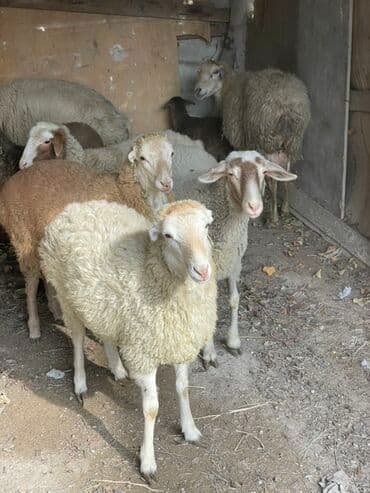 heyvanlara verilen adlar: Dişi quzular satılır super kök sağlam heyvanlardı 5 denedi bir ana — 4