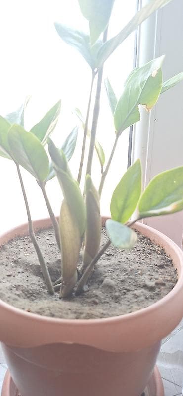 dekor ağaclar: ZZ bitkisi (Zamioculcas zamiifolia) – qapalı məkanlar üçün dekorativ — 2