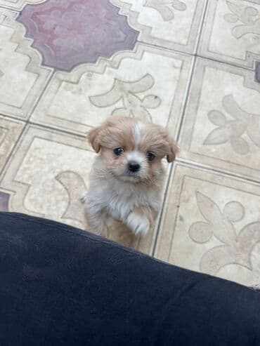 щенята в добрые руки: 2 месяца, С прививками — 9