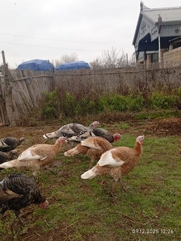 çəpiş əti: Erkək, Damazlıq — 7