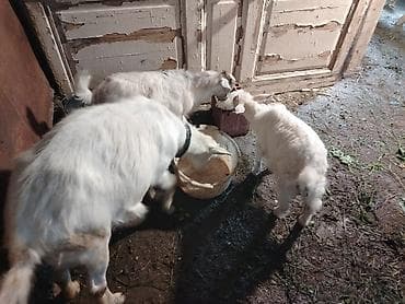 südlük keçi: Salam 3 cu qarna dogub 2 bala 1 erkek biri disi. Balalari ayirmisam — 3