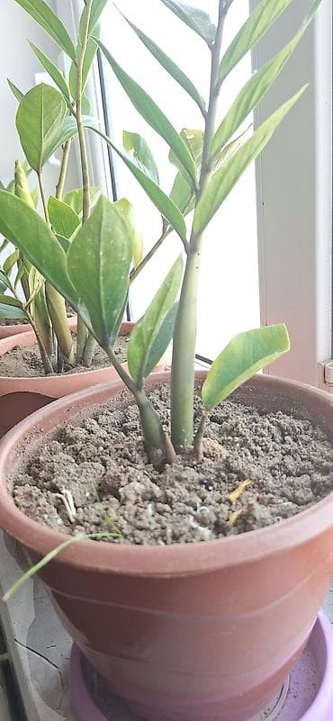 dekor ağaclar: ZZ bitkisi (Zamioculcas zamiifolia) – qapalı məkanlar üçün dekorativ — 7