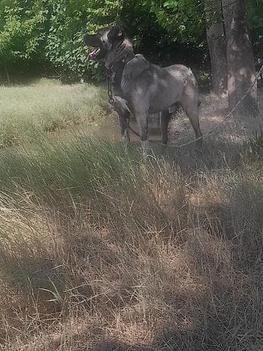 Gəmiricilər: Kanqal — 1