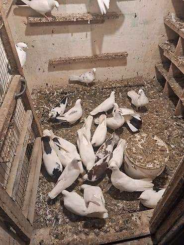 tutu suknje za mame i cerke: Məhsul: Ev göyərçinləri (ağ və ağ-qara naxışlı rənglər) Təsvir: - — 1