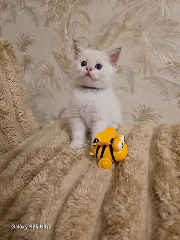 golden pişik: Şotland — 8