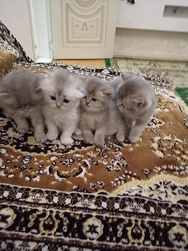 Pişiklər: Britan — 3