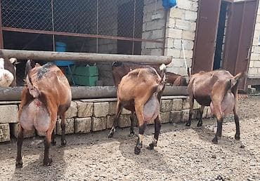 heyvan satisi: Südlük keçilər – sağlam, məhsuldar sürü Salam şəkillərdə görünən — 5