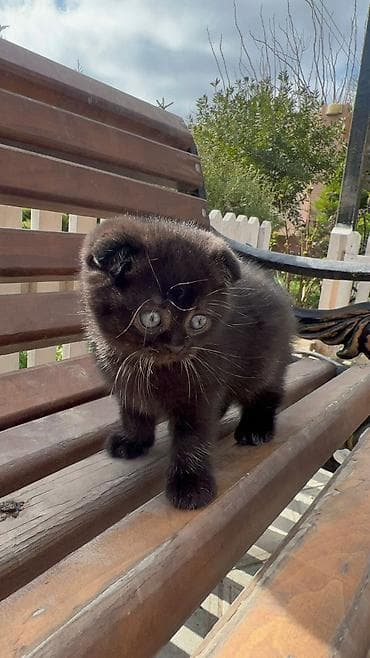 pişiy: Skottish Fold balaları – ev heyvanı kimi - Cins: Scottish Fold — 5