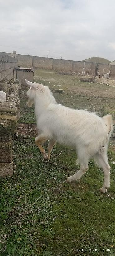 keçi dərisi: Ağ rəngli keçi – erkək - Cins: yerli/ət-süd istiqamətli - Rəng: tam — 2