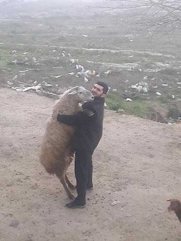 qoyun derisi: Erkək, il: 2, 90 kq, Damazlıq, Ünvandan götürmə — 4