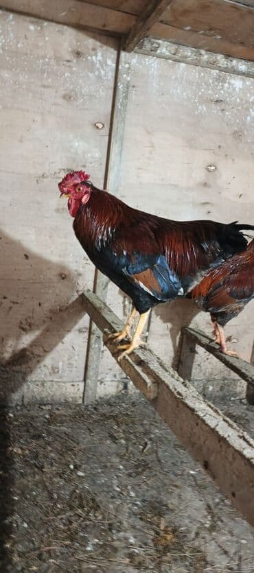 Akvariumlar: Məhsul: salam öz böyütdüyüm beçelerdi təzə ayıliblar 7ayliqdi 3 xoruz — 2