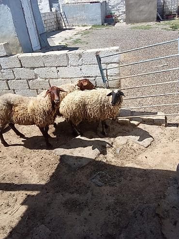 quzu satisi: Qoyunlar satılır 3 dənəsi 1.100 manata real alıcıya endirim olacaq — 2