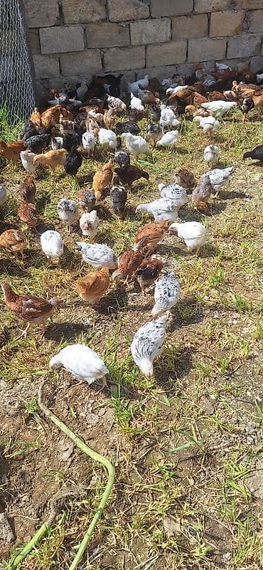 toyuq cuceler: Toyuq cücələri, Damazlıq — 7