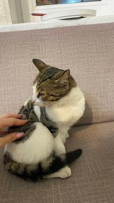 ev itiləri: Tabbi, Yaxşı əllərə — 5