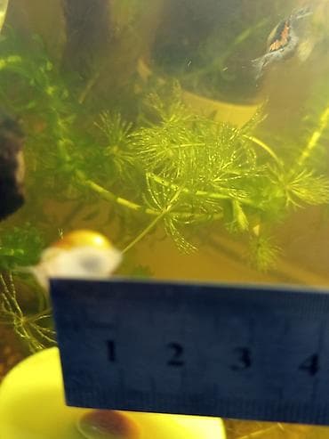 it bala: Akvaryum üçün alma ilbizləri (Apple Snail, Pomacea spp.) - Rənglər — 4