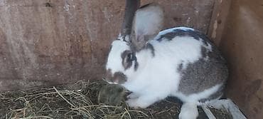 Atlar: Təmiz kaliforniya dovşan balaları — 5