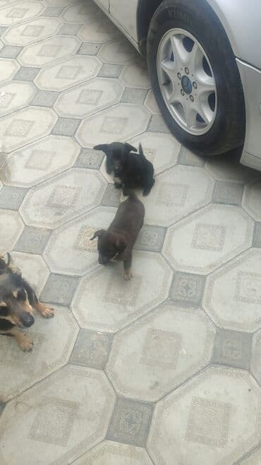 цены на собак: С прививками — 1