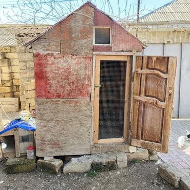 pişik yuvası: Salam Aleykum Quşxana satılır istəyən olsa əlaqə saxlasın .hündürlük — 3
