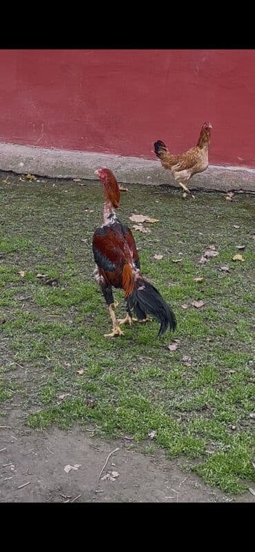 cücə və xoruz təmsil: Heyratı xoruz satılır 1 il 3 aylıq. Cins: Uzunboyun, sərt bədən — 7