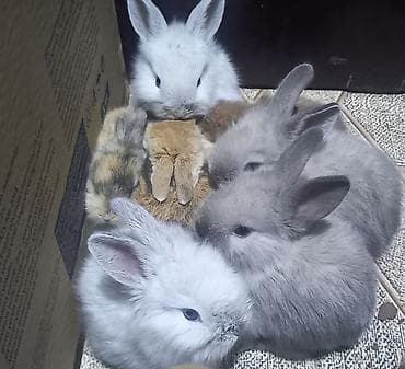 dovşanlar: Salam. dovsan balalari tek ve top satilir — 4