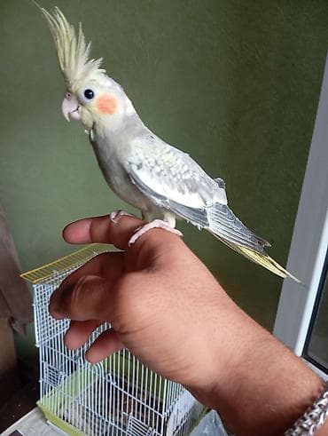 bakida it bazari: Salam quşlar sağlam quşlarti tam cütdur — 4