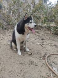 xaski gence: Xaski, 1 il, Dişi, Cütləşmə üçün — 5