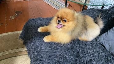 chow chow qiymetleri: Şpitz, 2 ay, Dişi — 5