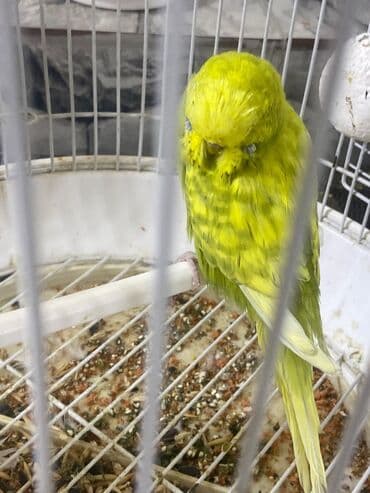 İtlər: Gözəl rəngdə təmiz növ.Erkək. Barter olar başqa növ quşlarla,buyurun — 3