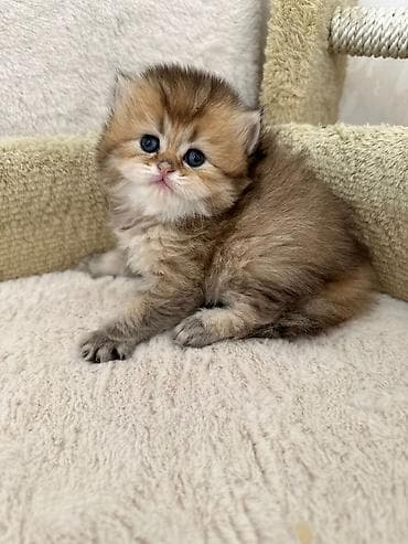 kecler: Britan — 3