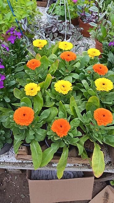 dekarativ aqaclar: Məhsul: İstixanada yetişdirilən dekorativ çiçəkli saksı bitkiləri — 5