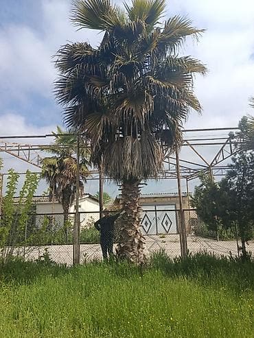 puste agaci: Palma wasinqton istənilən fəslində əkilir zəmanət verilir dərmanlanir — 10