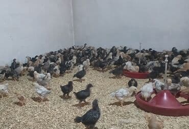 Quşlar: Toyuq cücələri, Damazlıq — 2