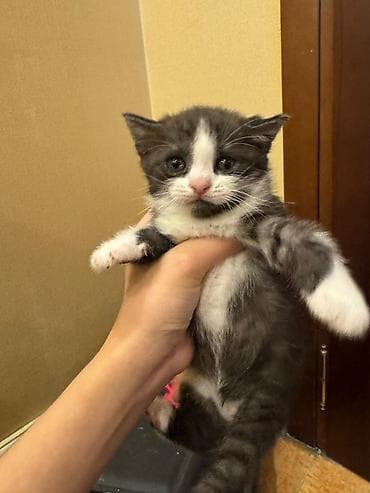 pişik tap az: Erkək, Yaxşı əllərə — 7