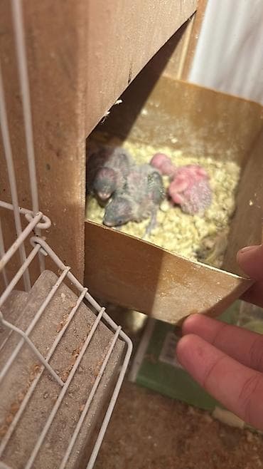 camış balası: Damazlıq — 3