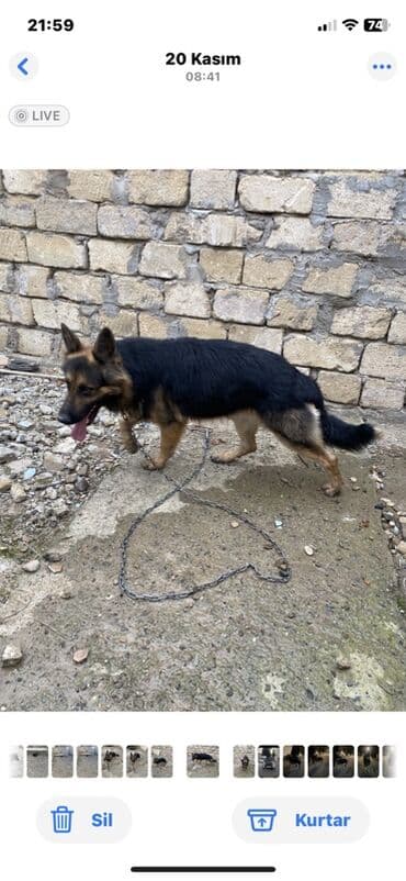 meymun balasi satiram: Alman çoban iti, 1 il, Erkek, Peyvəndli, Ünvandan götürmə — 4