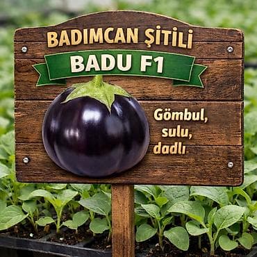 Məhsul: Zirvə Şitil – badımcan şitilləri Təsvir: - F1 hibrid badımcan