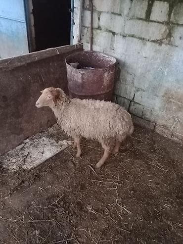 Asia: Qiymət cütünə ayıdır cütü 520 m Bu quzular satılır istəyən olsa yazsın — 4