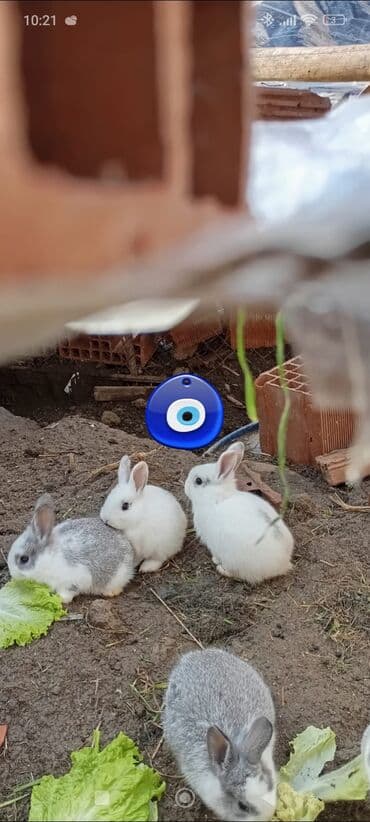 azerbaycan dili guven nesriyyati pdf yukle: Göstərilən sənəd: biologiya üzrə test sualları və mətn tapşırıqları — 1