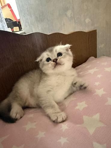 Şotland yastı qulaq