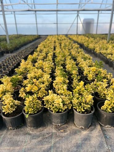 Ağaclar: Bag Evleri Üçun Dekorativ Güller — 2