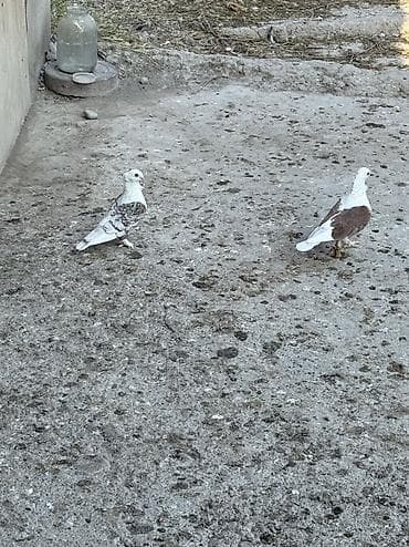şirin pişik sekilleri: Hazir cut bala veren hunkariler satilir ciddi alicilar yazsin — 1