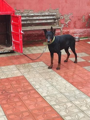 Другие животные: Salam 10 aylık erkeydi temiz cinsidi mehriban itdi yesine bezi — 4