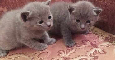 Daraq panellər: Britan, Dişi, Erkək — 15