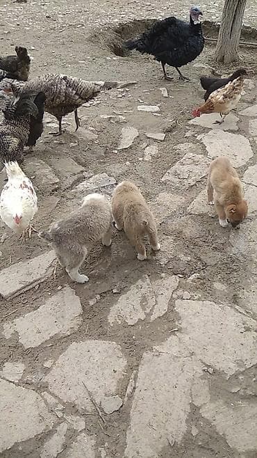 Gəmiricilər: Alabay, Dişi — 5