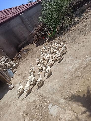 turtle: Sağlam heyvanardı real alıcıya endirim olacaq — 3