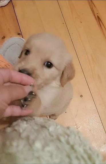 labrador retreiver: Labrador-retriver, 2 ay, Dişi — 1