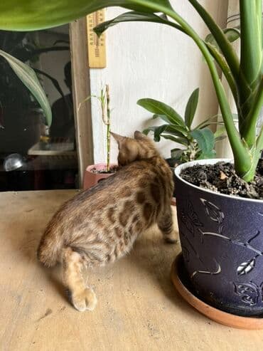 котята породистые купить: Бенгальская — 6