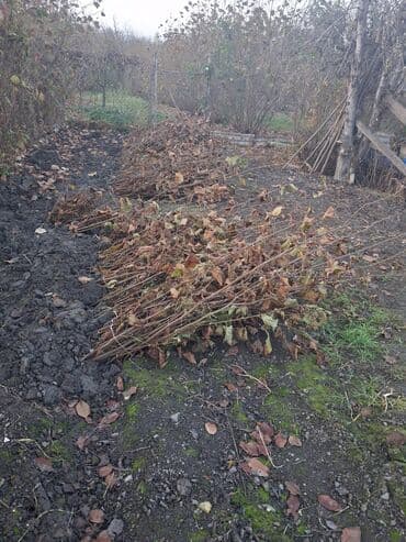 tinglər: Salam xacmaz da findin qelemi satilir 1 ri 50 qepiye 1000 dene var — 2