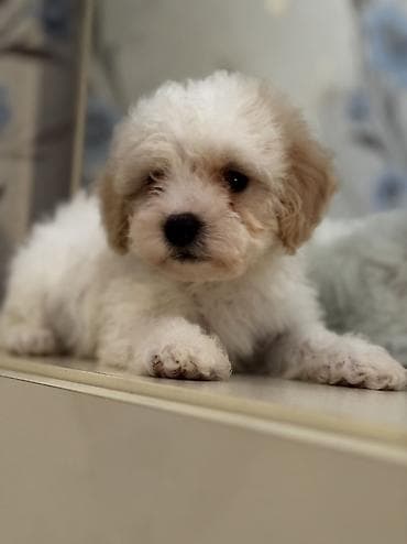 cins heyvanlar: Peyvəndli — 9